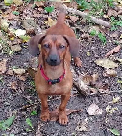 Jack Russel Dackel Mischlinge-Beitrag-Bild