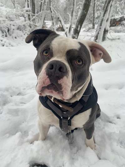 Wurfgeschwister gesucht American Bully-Beitrag-Bild