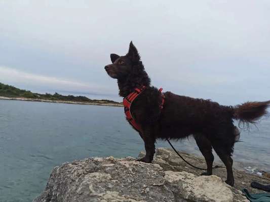 Mischlinge raten - Rätselspaß-Beitrag-Bild