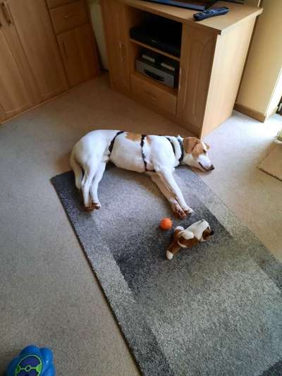 Labradorfans-Beitrag-Bild