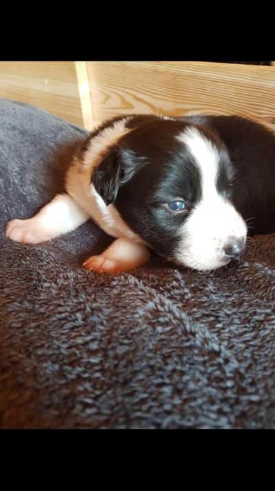 Welpen Bilder !-Beitrag-Bild