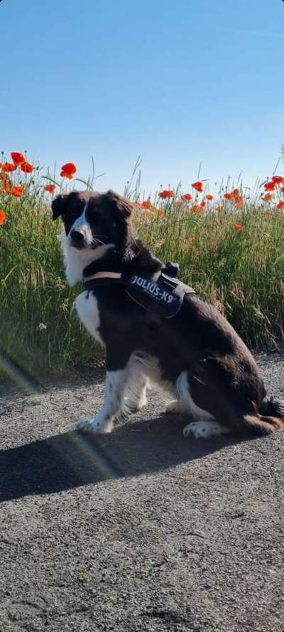 Die Dogorama Monats Challenge "Es grünt und blüht"-Beitrag-Bild