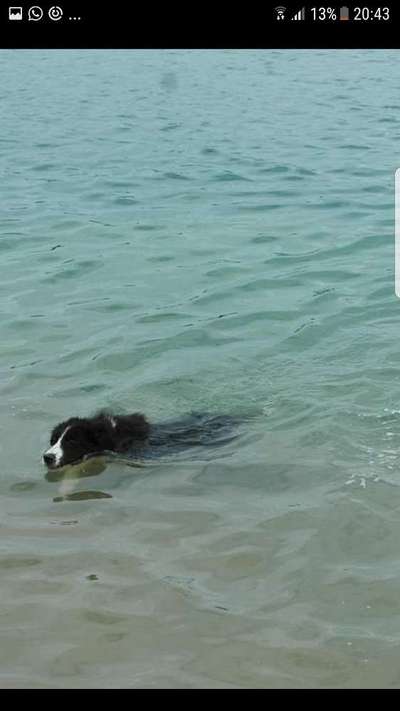 Dogorama-Monats-Challenge-Mai "Wasser"-Beitrag-Bild