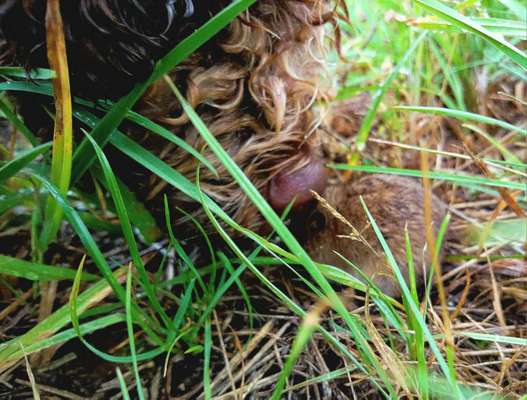 Dogorama Photo Challenge- Der Nase nach-Beitrag-Bild