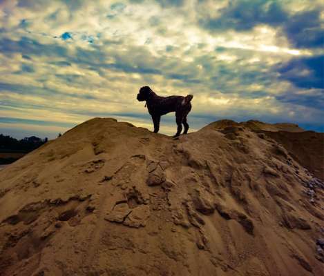 Fotochallenge NR. 123     -Karneval der Tiere--Beitrag-Bild