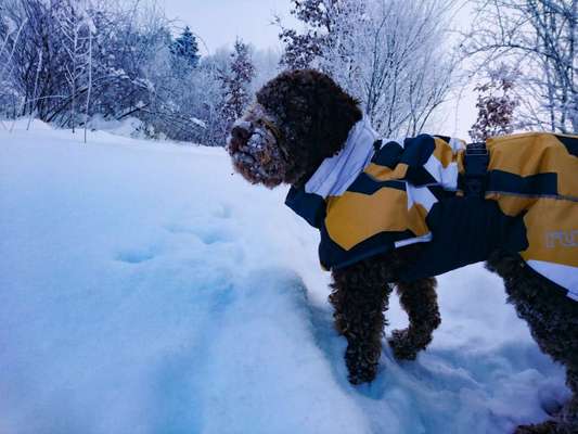 Rucksack für den Hund-Beitrag-Bild