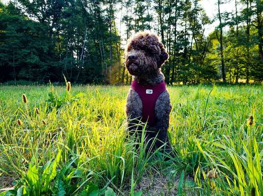 Dogorama Photo Challenge - Portrait-Beitrag-Bild