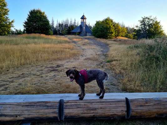 Dogorama Foto Challenge - Wanderziel-Beitrag-Bild