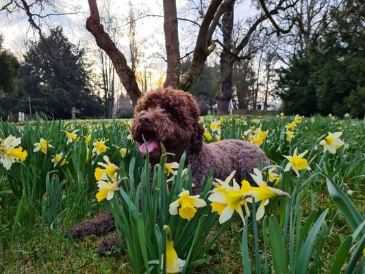 Dogorama Photo Challenge - die ersten Frühjahrsblumen-Beitrag-Bild