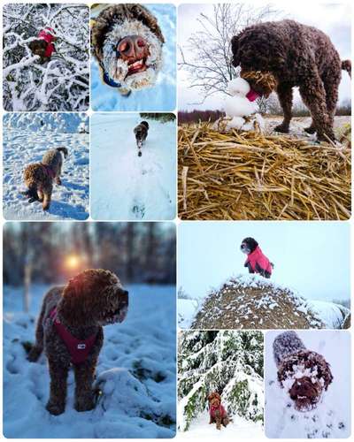 24. Collage-Challenge  *Hund im Schnee*-Beitrag-Bild