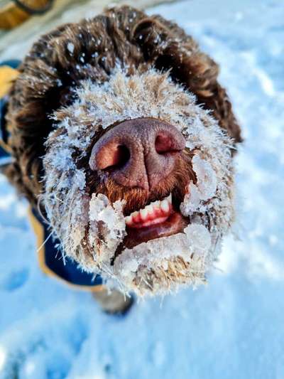 Dogorama Photo Challenge - Winterstimmung-Beitrag-Bild