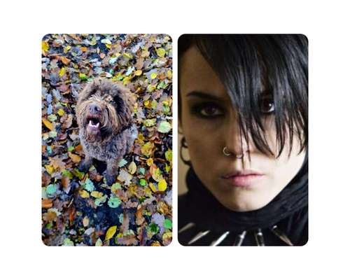 Wie heißt dein Hund?-Beitrag-Bild