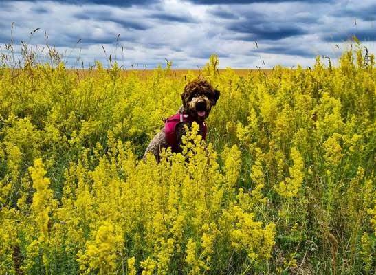 4. Farben/Fotochallenge:          Bunt und Farbenfroh-Beitrag-Bild