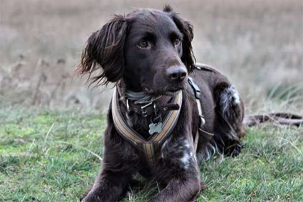 Kleiner Münsterländer!-Beitrag-Bild
