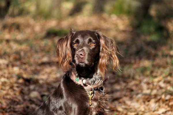 Fotochallenge No. 26                                     Wald und Wiese-Beitrag-Bild