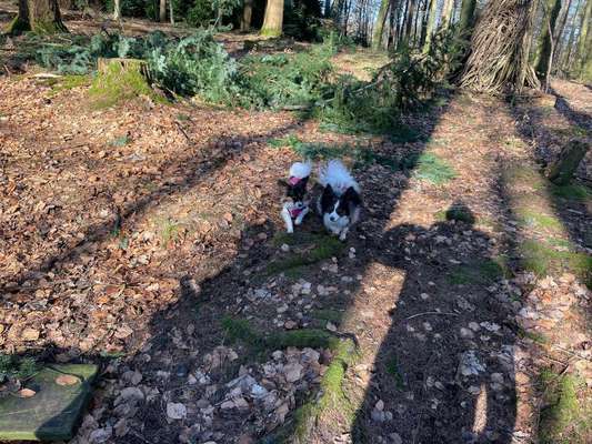 Wo sind die Papillon Besitzer?-Beitrag-Bild