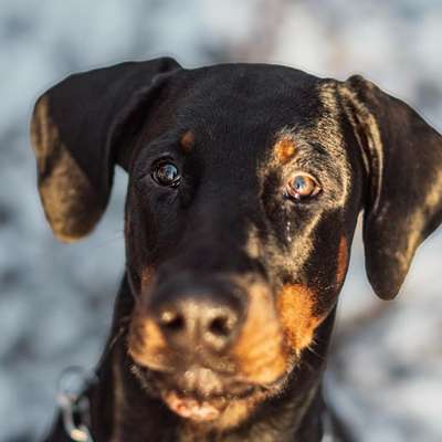 Hundetreffen-Spielfreunde gesucht-Bild