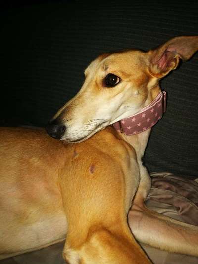 Windhunde - Treffen der besonderen Schönheiten
HERZLICH WILLKOMMEN-Beitrag-Bild