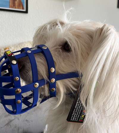 Wie sitzt mein Maulkorb / Maulkorb-Beratung-Beitrag-Bild