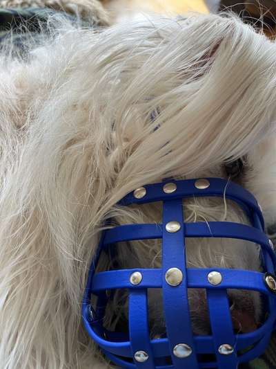 Wie sitzt mein Maulkorb / Maulkorb-Beratung-Beitrag-Bild