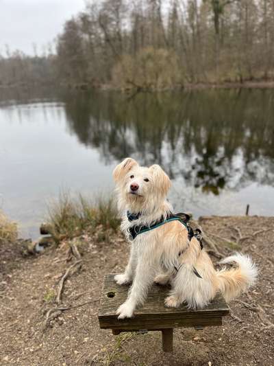 TierschutzhundeStammtisch🐕-Beitrag-Bild