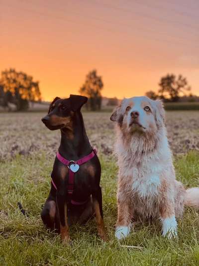 Die Dogorama Wochen Challenge "Friends will be Friends"-Beitrag-Bild