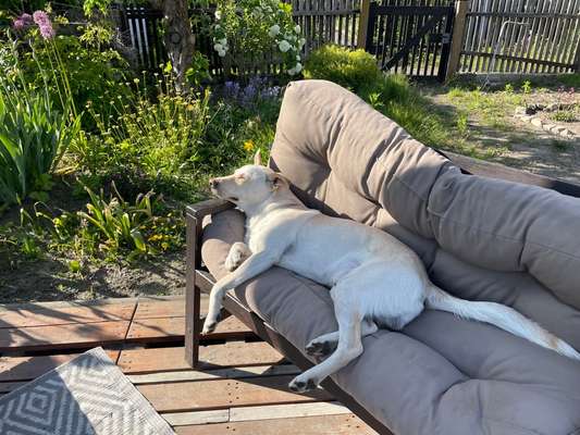 Hundetreffen-Trainingstreff Leinenspaziergang-Bild