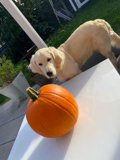 Wo sind die Golden Retriever Liebhaber?-Beitrag-Bild