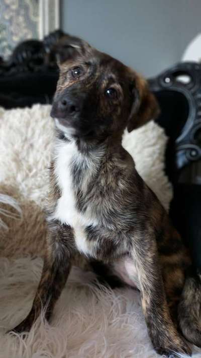 Schäferhund-Beitrag-Bild