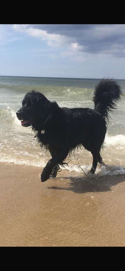 Unsere Fellnasen-Vielfalt im Überblick!-Beitrag-Bild