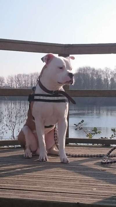 Dogorama-Monats-Challenge-Mai "Wasser"-Beitrag-Bild