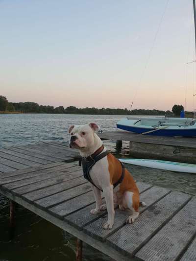 Dogorama-Monats-Challenge-Mai "Wasser"-Beitrag-Bild