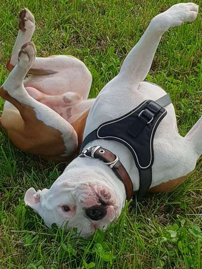 Knutschkugeln aka Kampfschmuser-Beitrag-Bild