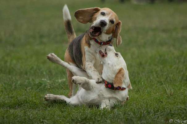 Fotowettbewerb Natur-Beitrag-Bild