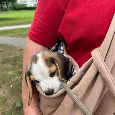 Welpen Hilfe-Beitrag-Bild