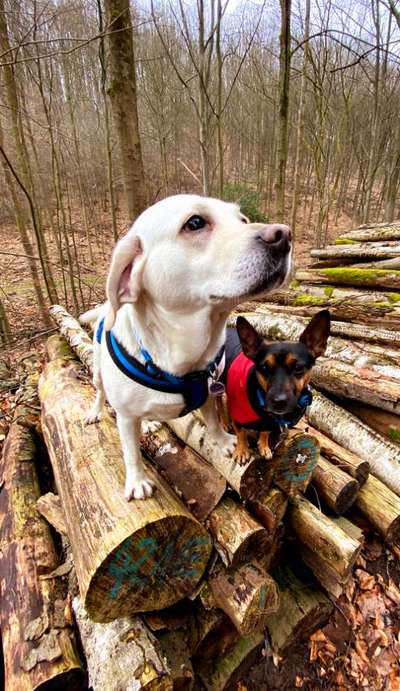 Zeigt mal die schönsten Bilder von euren Hunden !-Beitrag-Bild