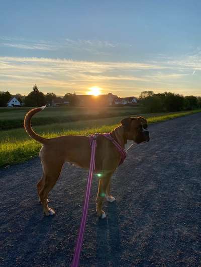 Deutsche Boxer-Beitrag-Bild