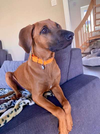 Rhodesian Ridgeback-Beitrag-Bild
