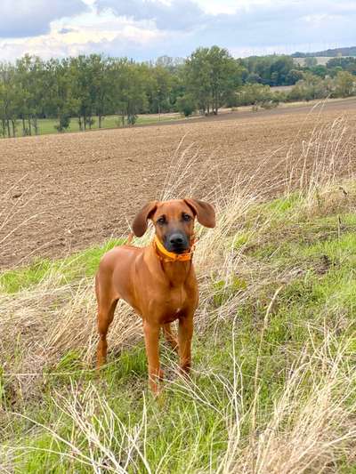 Zeigt her eure Junghunde :)-Beitrag-Bild