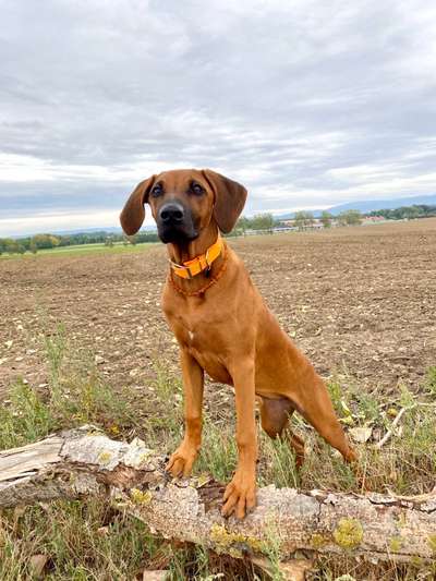 Rhodesian Ridgeback-Beitrag-Bild