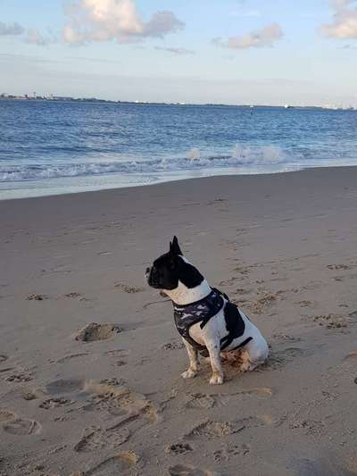 Die Dogorama Wochen Challenge: “Dein Hund im Urlaub”-Beitrag-Bild