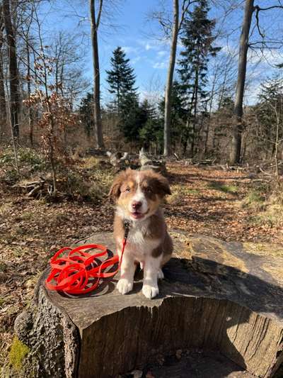 Hundetreffen-Gassi-Spielkameraden gesucht-Bild