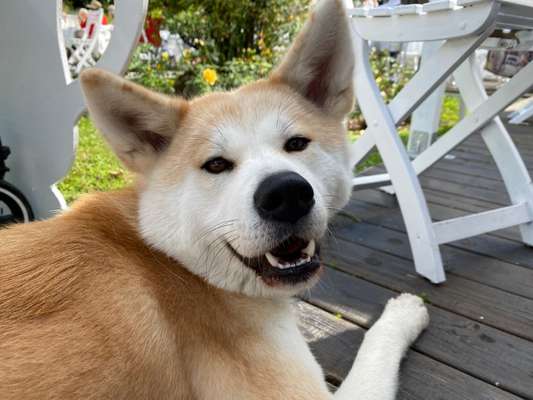Akita Inu/American Akita (Mix) halter.-Beitrag-Bild