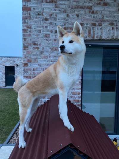 Akita Inu/American Akita (Mix) halter.-Beitrag-Bild