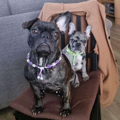 Hundetreffen-Hallo ihr da drauchen Frieda und Odin suchen Bully Freunde zum Spielen und Spazieren gehen!!!-Bild