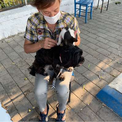 Hundetreffen-Hunde Zwischen zwei und vier Jahre treffen