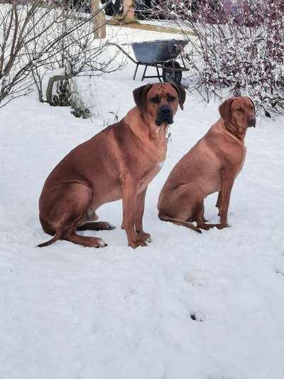 Rhodesian Ridgeback-Beitrag-Bild