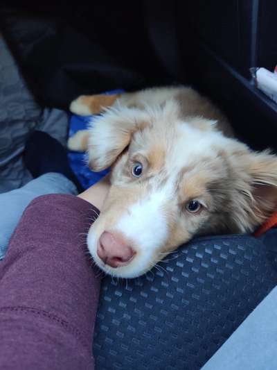 Dogorama Photo Challenge - Hundeblick zum hinschmelzen-Beitrag-Bild