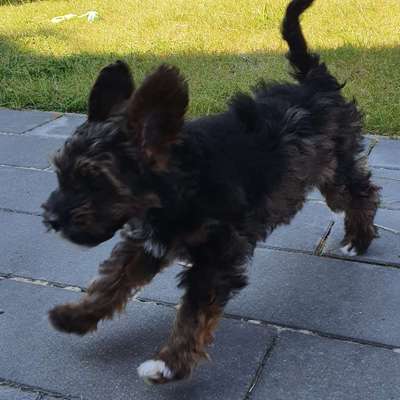 Hundetreffen-Kleiner Welpe sucht Spielkamerad*in-Bild