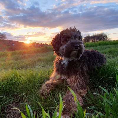 Hundetreffen-Jungspund sucht Kumpel*ine-Bild